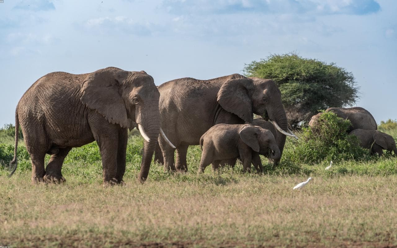 Amboseli, Kenya