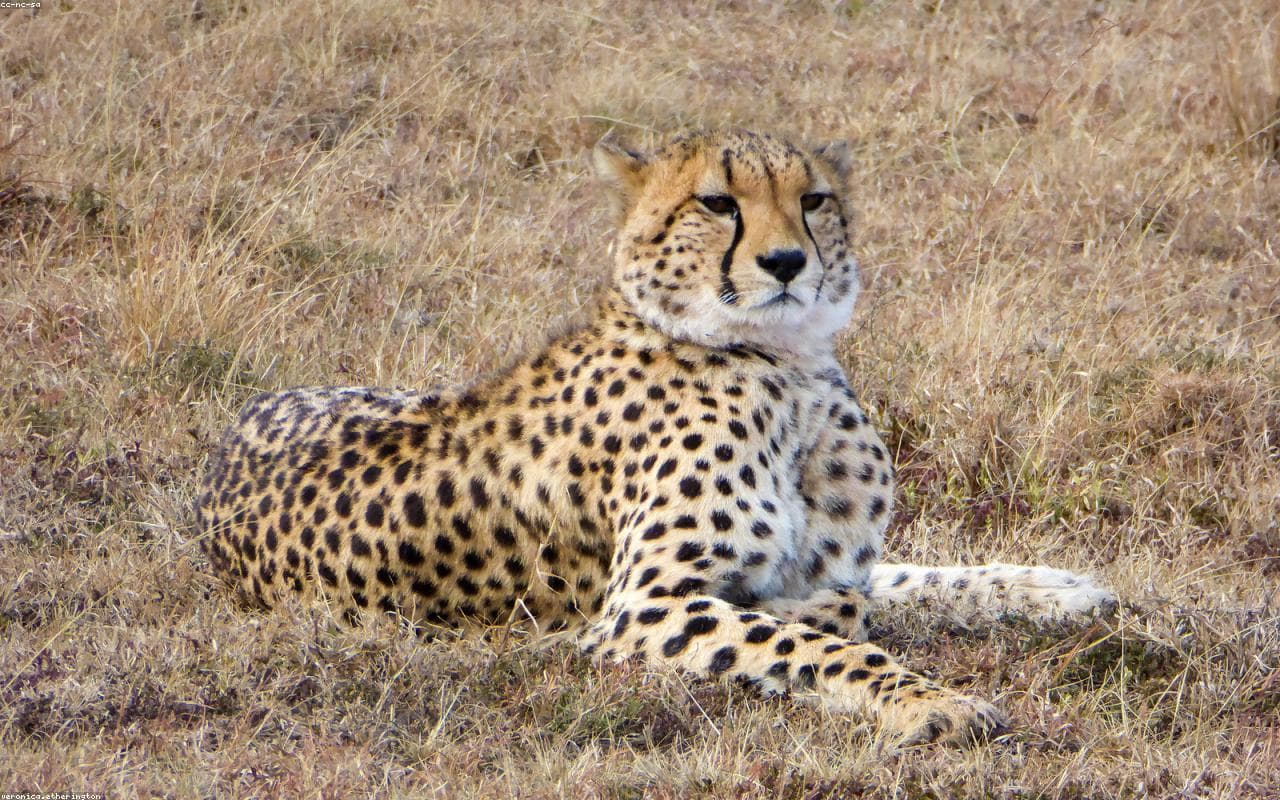 Fly-in Maasai Mara Big Five Safari